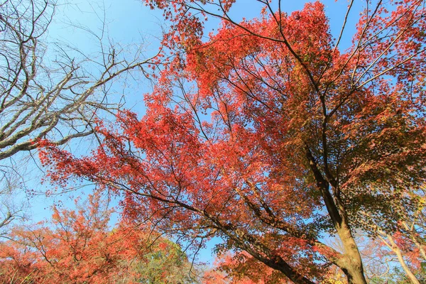 Canlı yapraklar ve sonbahar döneminde Japonya'da ağaçlar — Stok fotoğraf