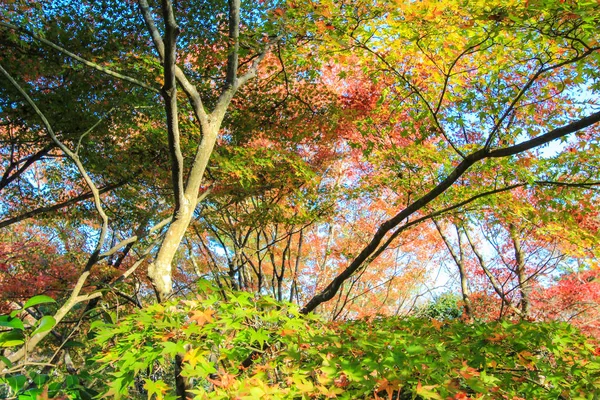 Hojas y árboles vívidos durante el período de otoño en Japón — Foto de Stock