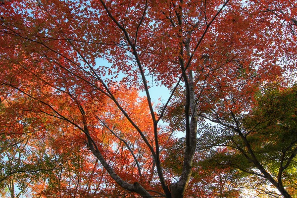 Lebendige blätter und bäume im herbst in japan — Stockfoto