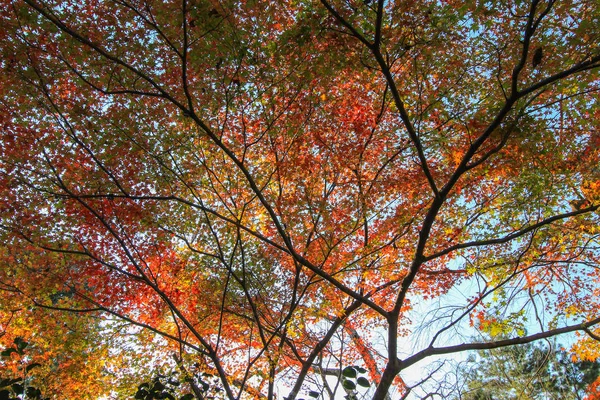 Lebendige blätter und bäume im herbst in japan — Stockfoto