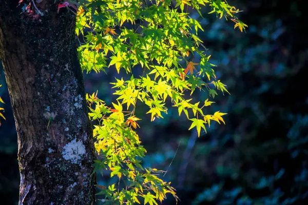 Hojas y árboles vívidos durante el período de otoño en Japón — Foto de Stock