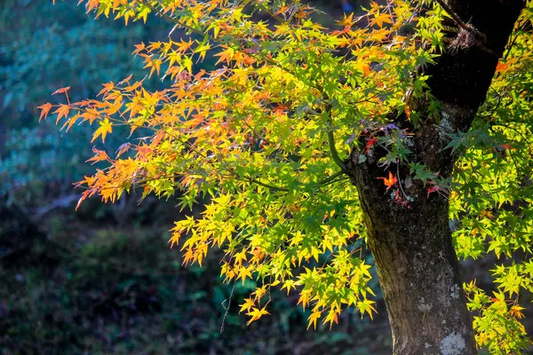 Foglie e alberi vividi durante il periodo autunnale in Giappone — Foto Stock