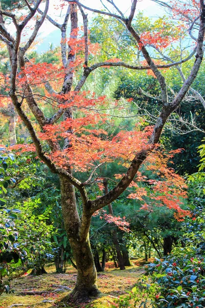 Żywe kolory liści i drzew w okresie jesieni w Japonii — Zdjęcie stockowe