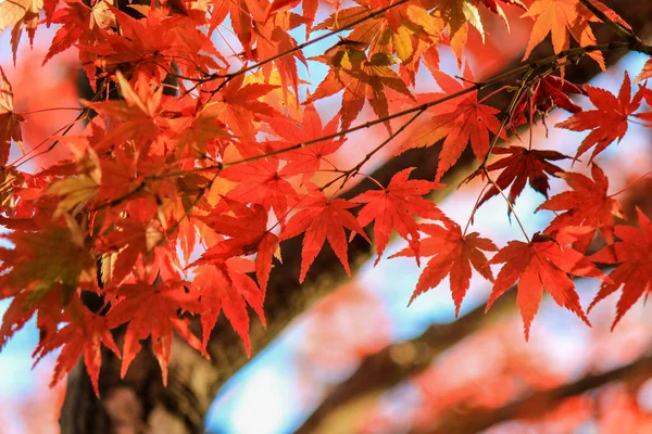 Foglie e alberi vividi durante il periodo autunnale in Giappone — Foto Stock