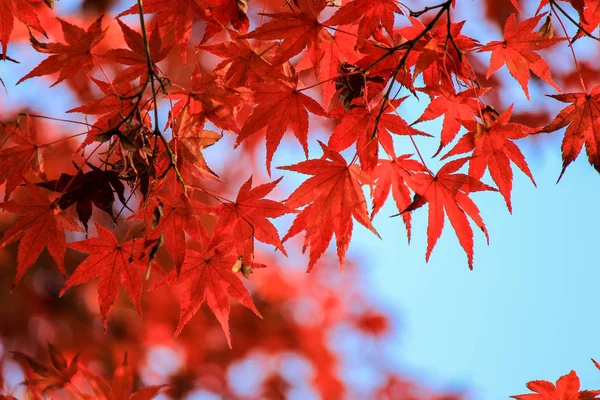 Żywe kolory liści i drzew w okresie jesieni w Japonii — Zdjęcie stockowe