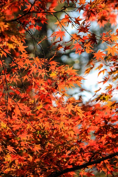 Hojas y árboles vívidos durante el período de otoño en Japón — Foto de Stock