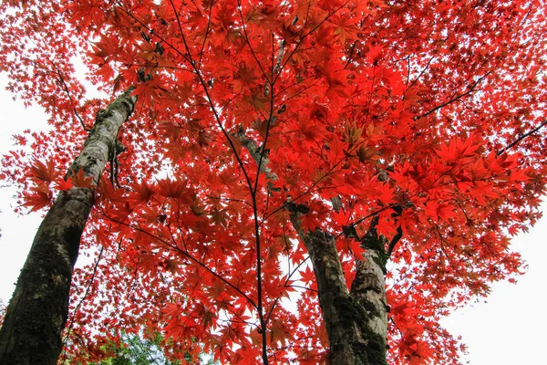 Alberi e foglie vividi durante il periodo autunnale in Giappone Immagine Stock