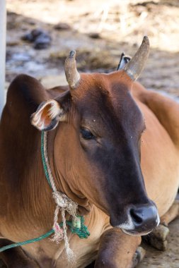 Bir gruptaki Tay inek