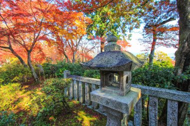 Renkli yapraklar ve sonbahar döneminde Japonya'da ağaçlar