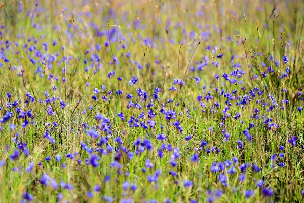 Dusita(Utricularia. delphinioides) and meadows at Thung Non Son in Thung Salaeng Luang National Park — Stock Photo, Image