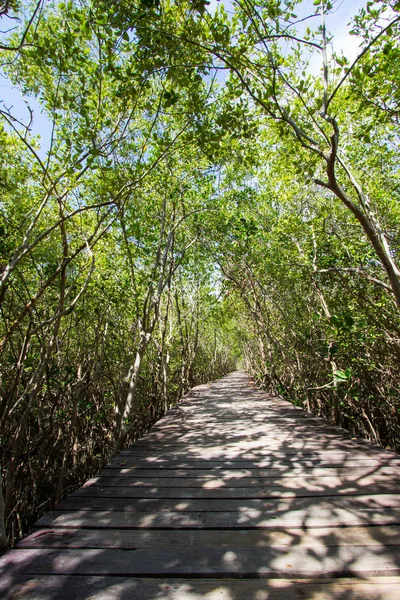 Floresta de mangue e o caminho em Laem Phak Bia, Província de Phetchaburi, Tailândia — Fotografia de Stock