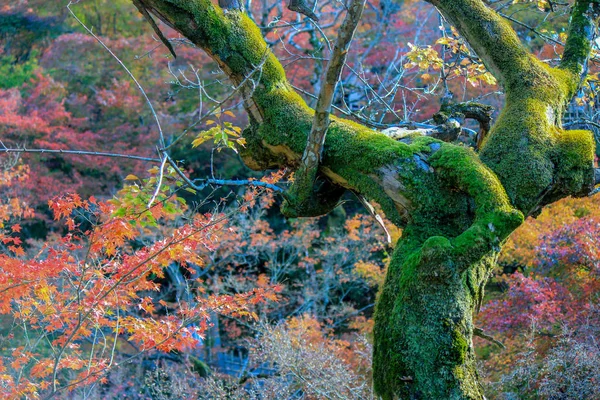 Coloridas hojas y árboles durante el período de otoño en Japón — Foto de Stock