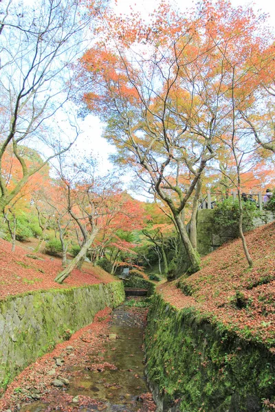 Foglie e alberi colorati durante il periodo autunnale in Giappone — Foto Stock