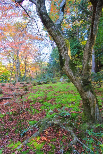 Foglie e alberi colorati durante il periodo autunnale in Giappone — Foto Stock