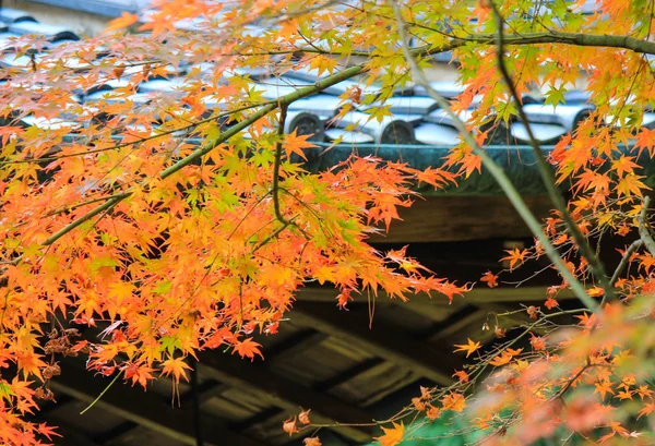 가을, 교토, 일본 Kotoin 사원 — 스톡 사진