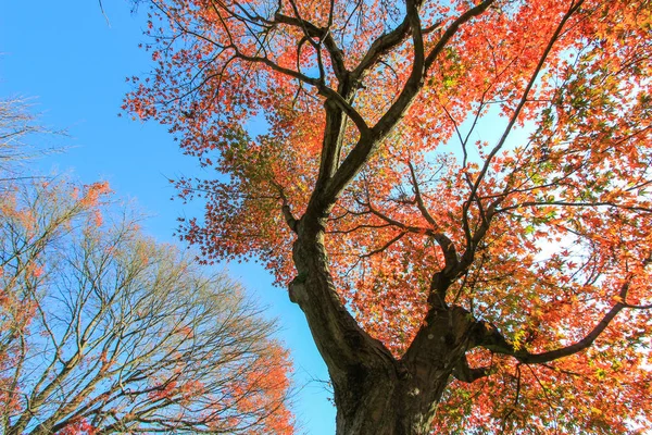 Foglie e alberi colorati durante il periodo autunnale in Giappone — Foto Stock