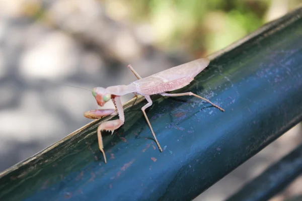 Garip büyük böcek