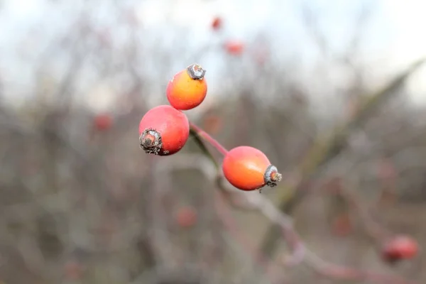 Kırmızı briar dal