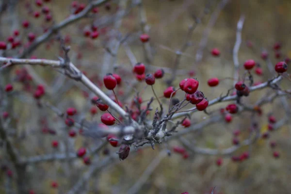 枝に赤い果実があり — ストック写真