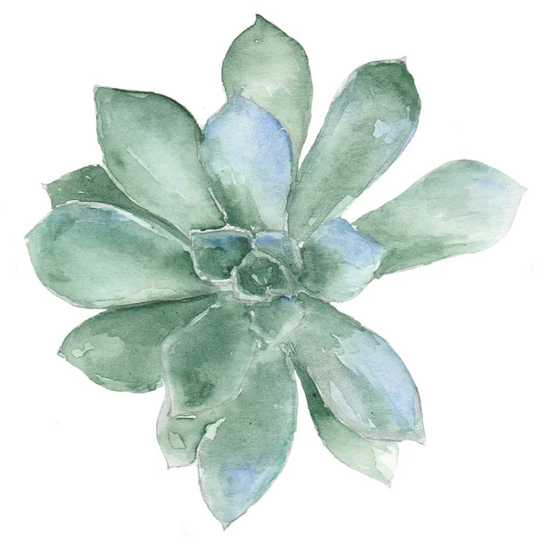 Suluboya sulu çizim