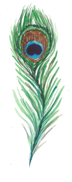 Yeşil tavus kuşu tüyü