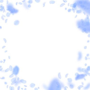 Koyu mavi çiçek yaprakları aşağı düşen. Harika rom