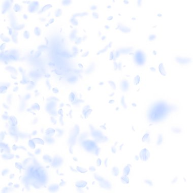 Aşağı düşen ışık mavi çiçek yaprakları. Canlı roma