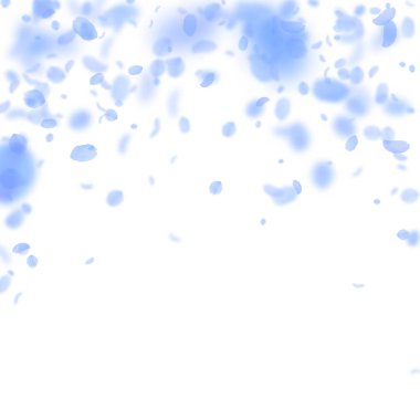 Koyu mavi çiçek yaprakları dökülüyor. Tuhaf Roma.