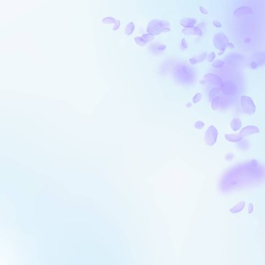 Mor çiçek yaprakları dökülüyor. Dramatik aşk.