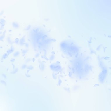 Aşağı düşen ışık mavi çiçek yaprakları. Canlı roma