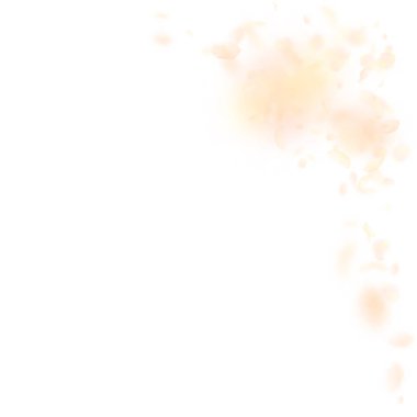 Sarı turuncu çiçek yaprakları dökülüyor. Cazibe