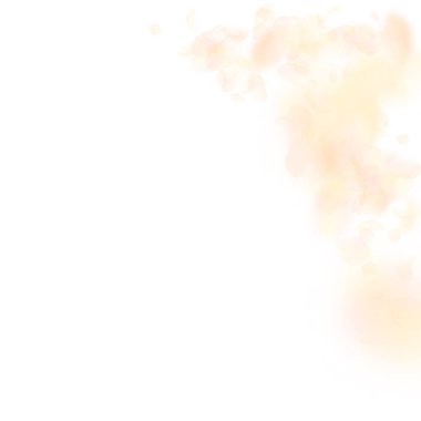 Sarı turuncu çiçek yaprakları dökülüyor. Büyüleyici.