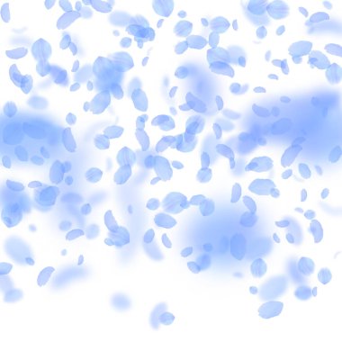 Koyu mavi çiçek yaprakları aşağı düşen. Güzel Roma