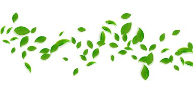 Düşen yeşil yapraklar. Taze çay. Karmaşık yapraklar.