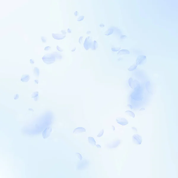 Pétalos de flor azul claro cayendo. Precioso ro — Archivo Imágenes Vectoriales
