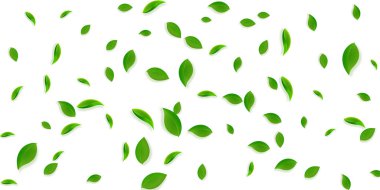 Düşen yeşil yapraklar. Taze çay. Karmaşık yapraklar.