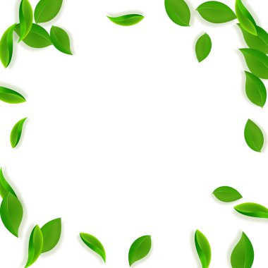 Düşen yeşil yapraklar. Taze çay, temiz yapraklar uçuşuyor.