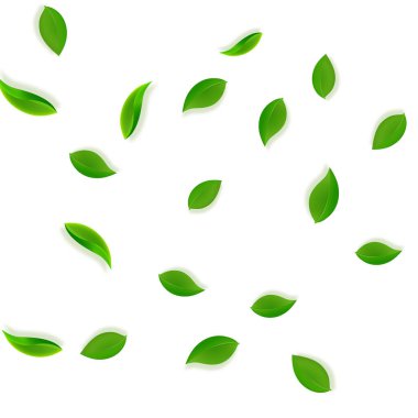 Düşen yeşil yapraklar. Taze çay, temiz yapraklar uçuşuyor.