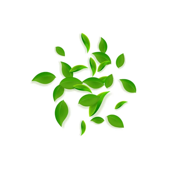 Düşen yeşil yapraklar. Taze çay. Karmaşık yapraklar. — Stok Vektör