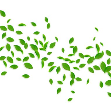 Düşen yeşil yapraklar. Taze çay. Karmaşık yapraklar.