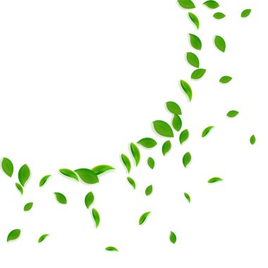 Düşen yeşil yapraklar. Taze çay. Karmaşık yapraklar.