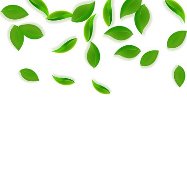 Düşen yeşil yapraklar. Taze çay, temiz yapraklar uçuşuyor.