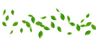 Düşen yeşil yapraklar. Taze çay, temiz yapraklar uçuşuyor.