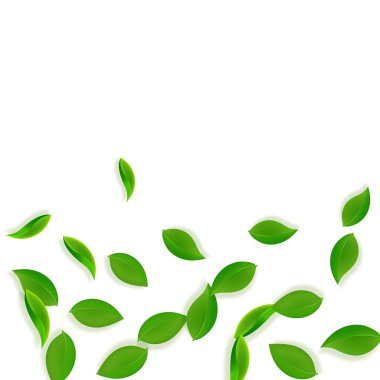 Düşen yeşil yapraklar. Taze çay, temiz yapraklar uçuşuyor.