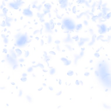 Açık mavi çiçek yaprakları dökülüyor. Ro getiriliyor