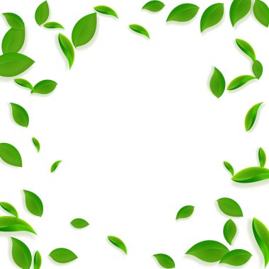 Düşen yeşil yapraklar. Taze çay. Karmaşık yapraklar.