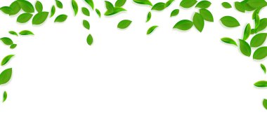 Düşen yeşil yapraklar. Taze çay. Karmaşık yapraklar.