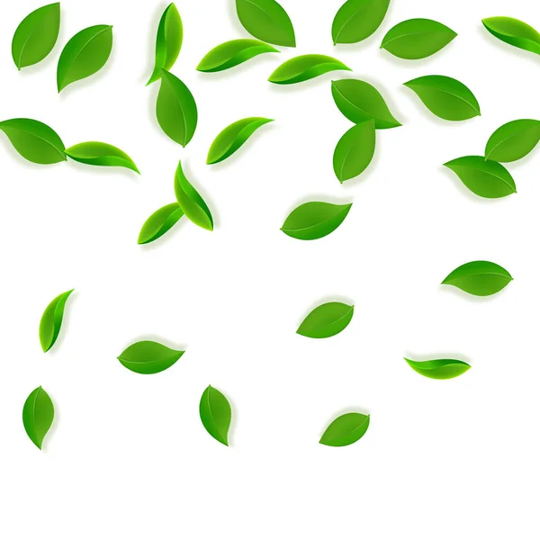 Düşen yeşil yapraklar. Taze çay, temiz yapraklar uçuşuyor. — Stok Vektör