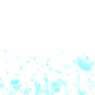 Turkuaz çiçek yaprakları dökülüyor. Yenilmez Ro