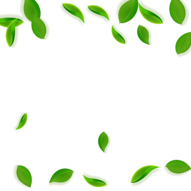 Düşen yeşil yapraklar. Taze çay, temiz yapraklar uçuşuyor.